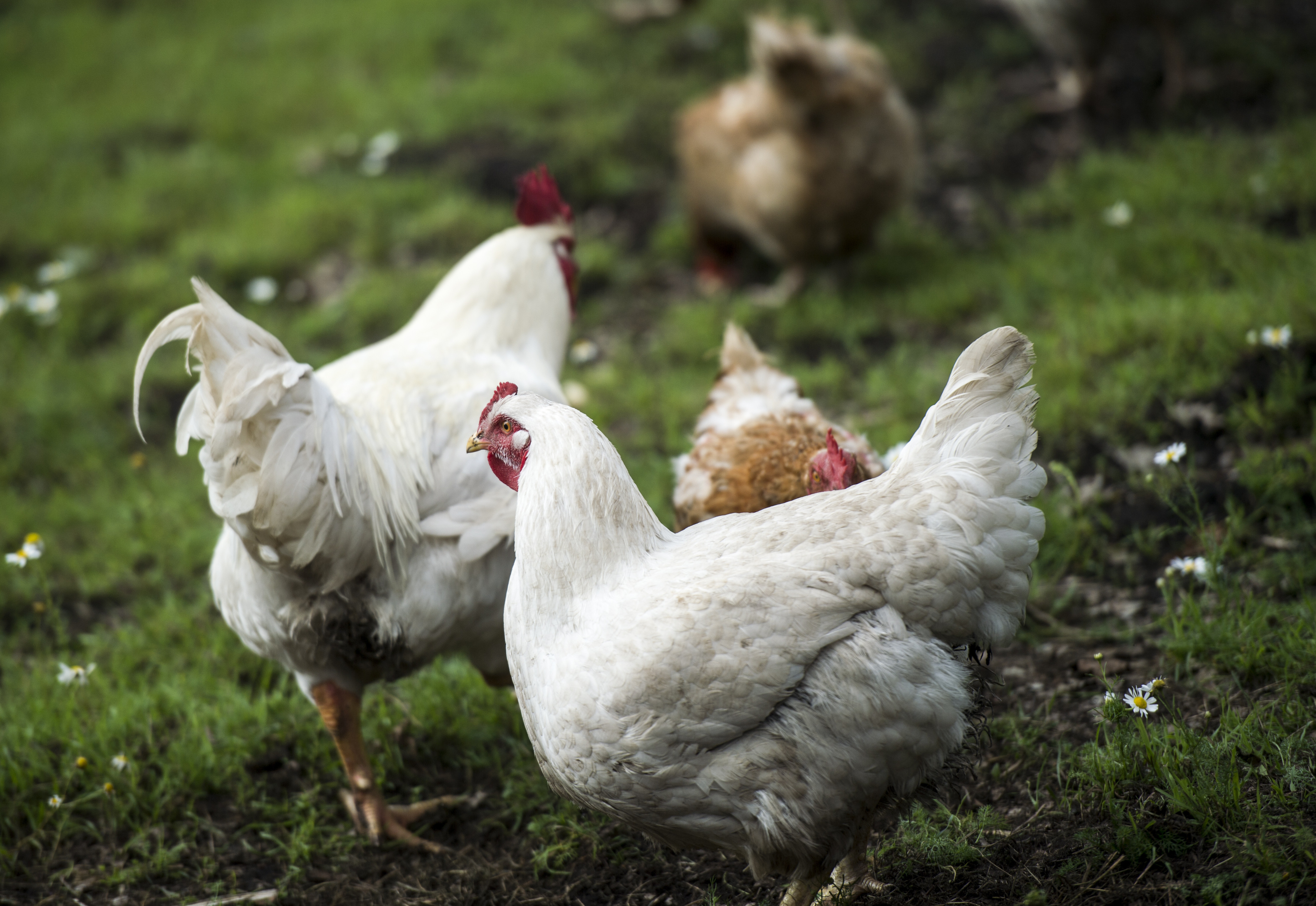 Выебал курицу