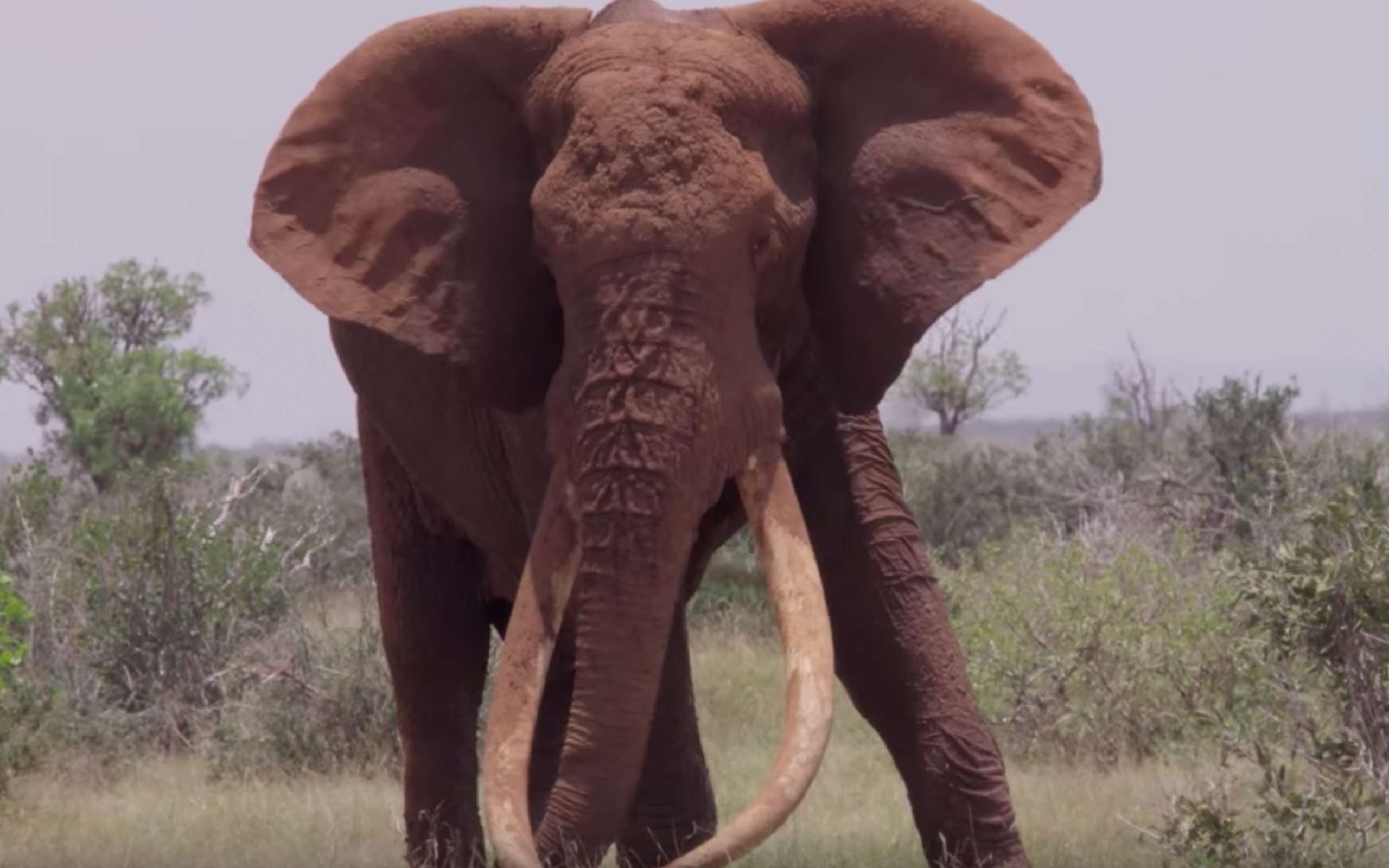 Кадр видео: youtube/Great Elephant Census