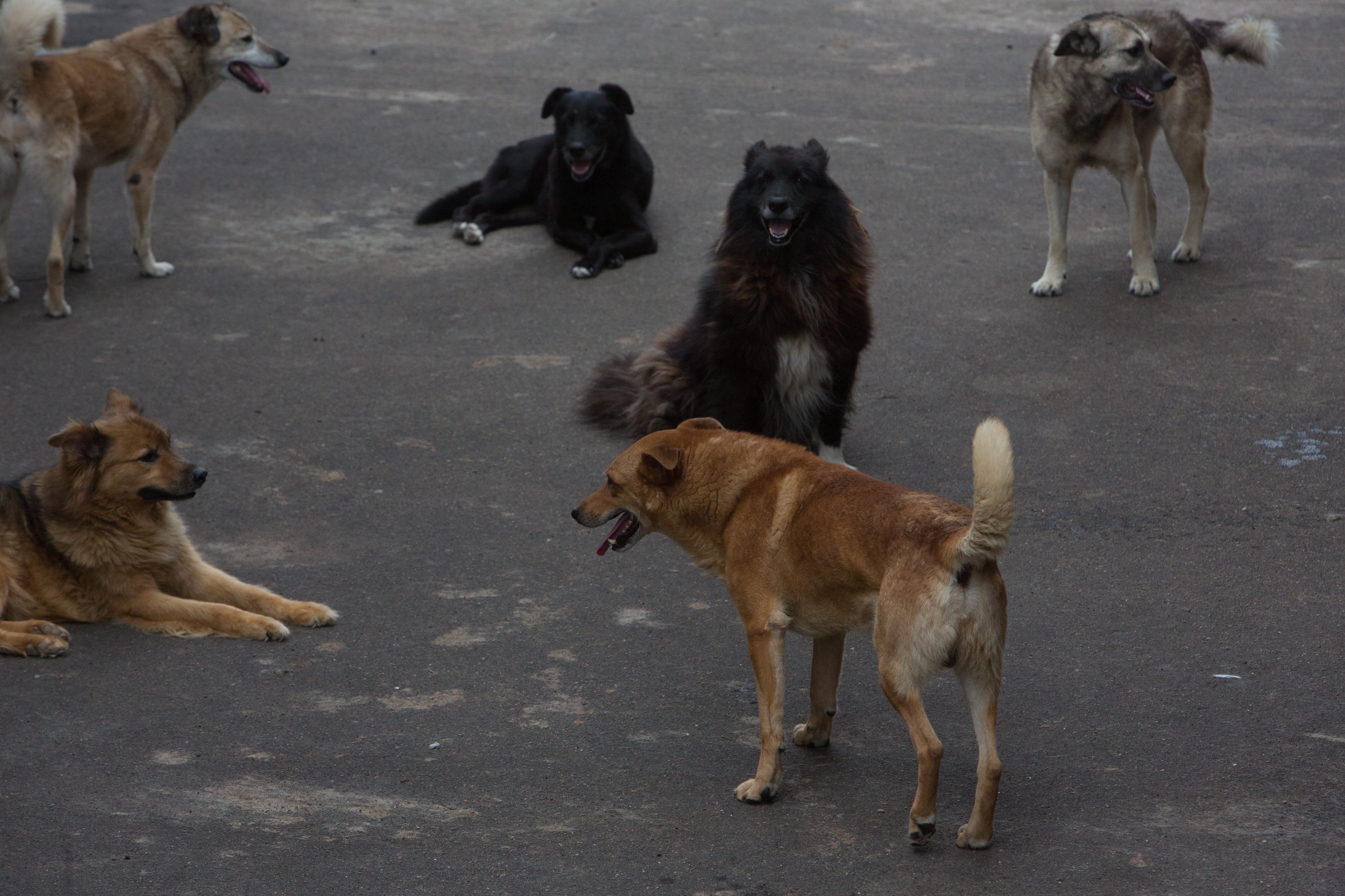 Агрессивное нападение. Бродячие собаки в Тбилиси. Бездомные собаки Тбилиси. Свора бродячих собак.