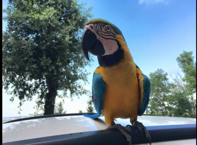 Фото: Facebook/Franky il famoso pappagallo libero