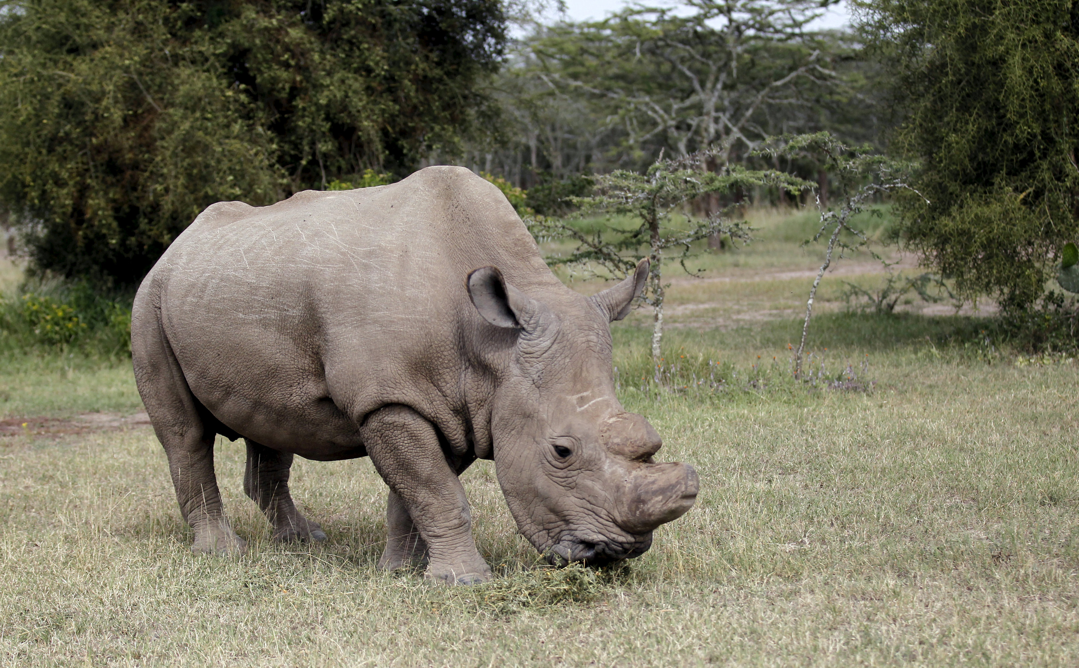 Единственный выживший самец северного белого носорога по кличке Судан. Фото: &copy;&nbsp;REUTERS/Thomas Mukoya
