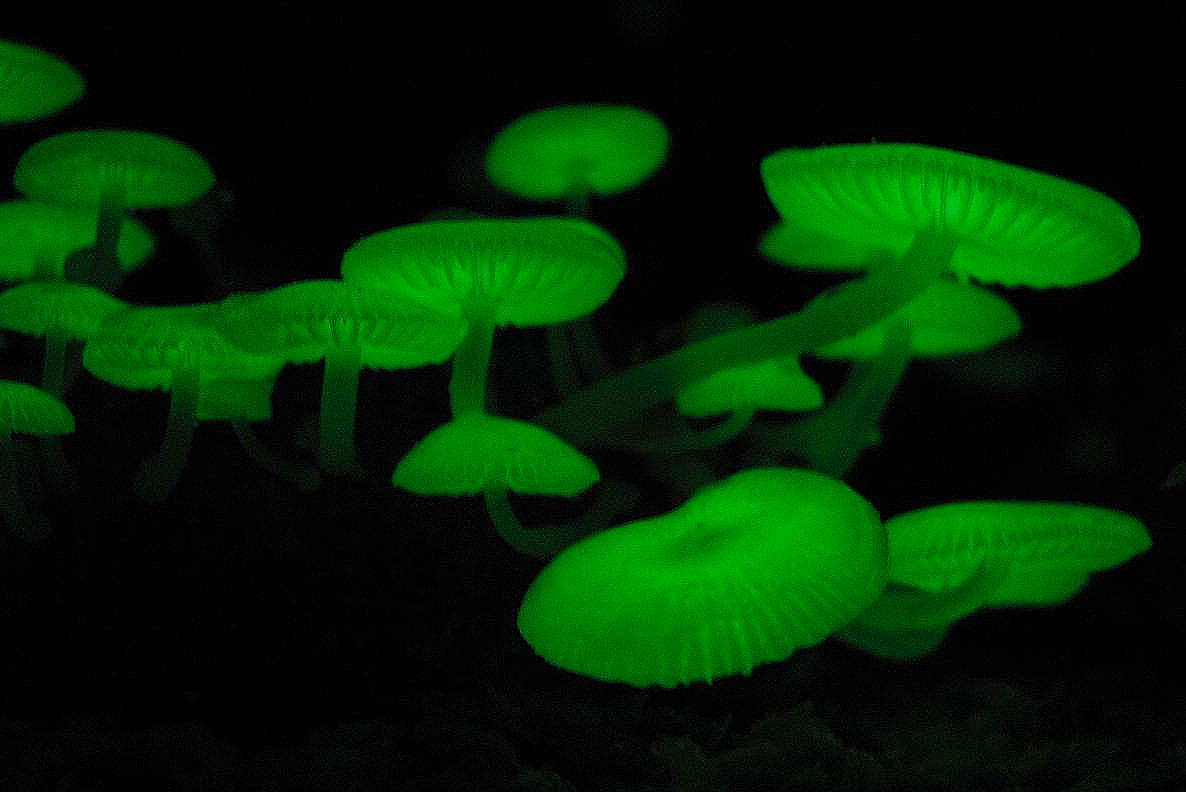 <p>Фото: &copy; <a href="https://de.wikipedia.org/wiki/Liste_von_biolumineszenten_Pilzen#/media/File:Mycena_chlorophos.jpg" target="_blank">wikipedia</a></p>