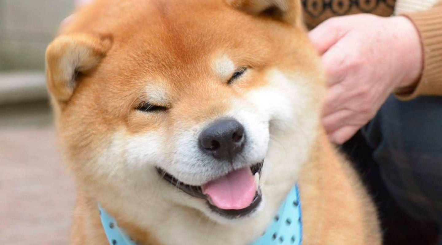 Щёчки и бандана: рыжий пёс из Японии делится секретами популярности
