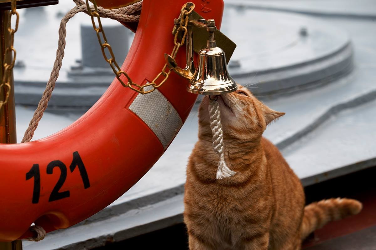 Котов корабль в честь кого назван. Кот с крейсера Москва.