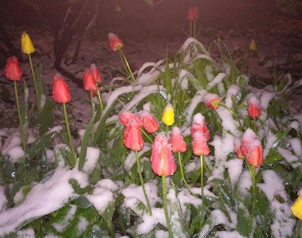 Тюльпаны скрылись под снегом. Фото: ВКонтакте/Светлана Краснова