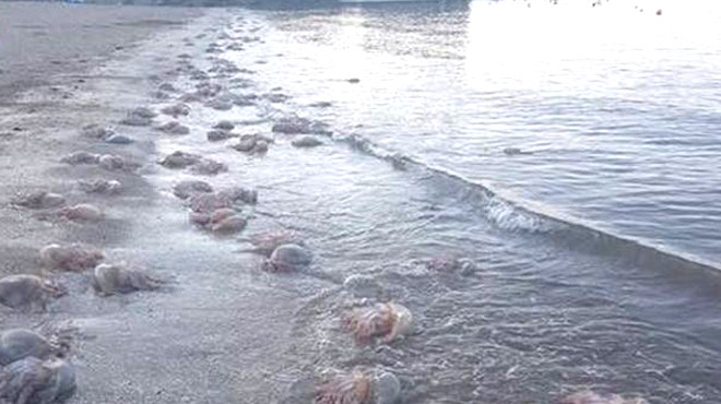 Медузы на берегу. Фото: кадр из видео BBC News