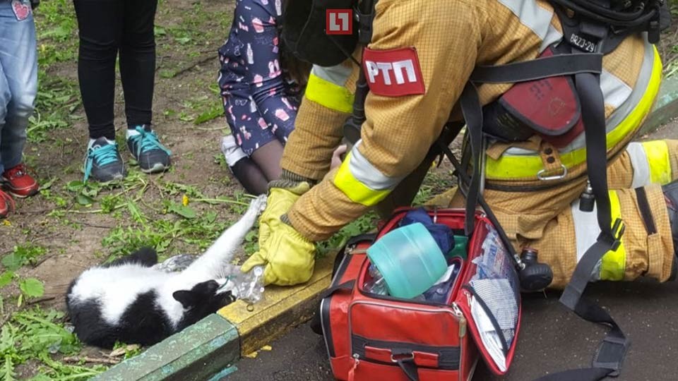 В Москве спасатели реанимировали двух кошек и двух собак, которые чуть не погибли при пожаре. Фото:© L!FE