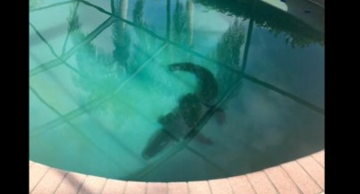 Аллигатор в бассейне. Фото: Twitter