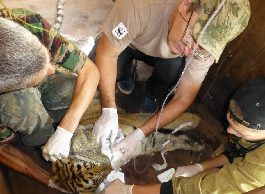 Сотрудники WWF работают с пострадавшим тигром. Фото: WWF России / Юлия Фоменко