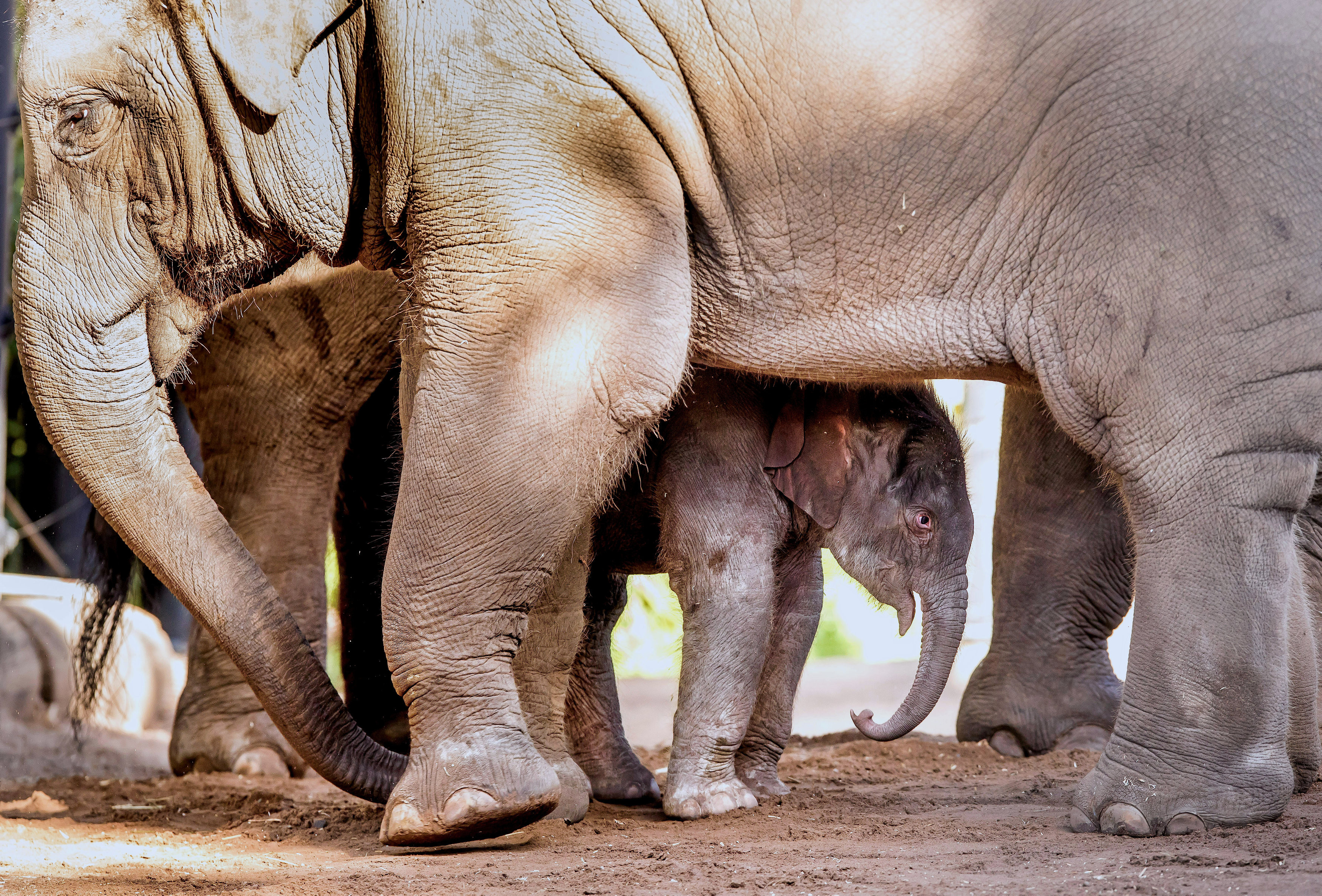 Слоны. Фото: &copy; REUTERS/Rick Stevens