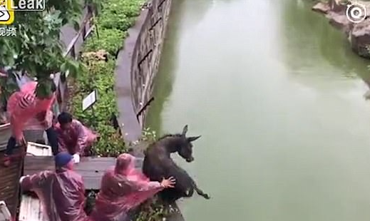 Смотрители зоопарка сбрасывают осла в водоём с тиграми. Фото: кадр из видео Live Leak