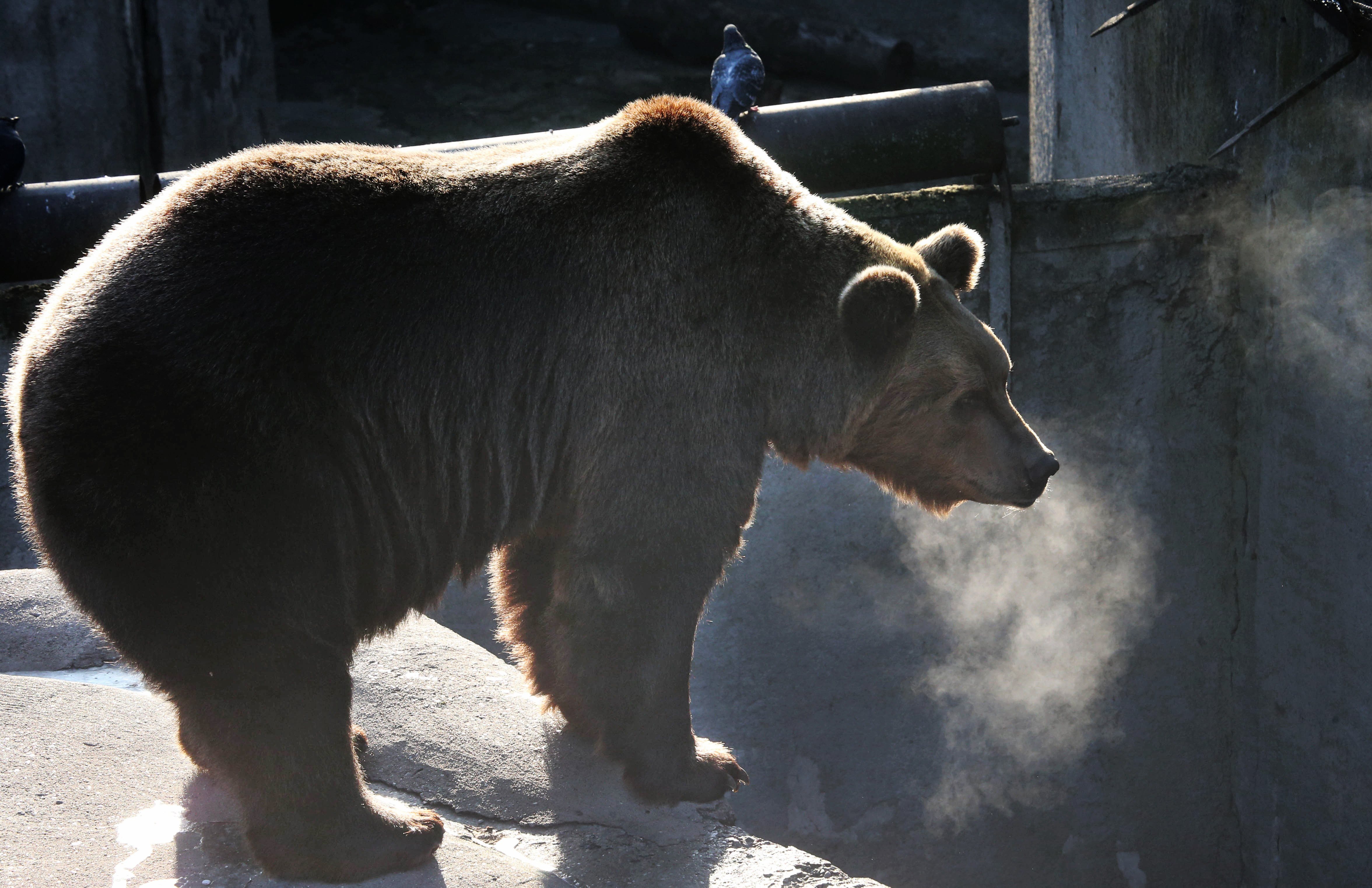 Медведь. Фото: &copy; РИА Новости/Игорь Зарембо