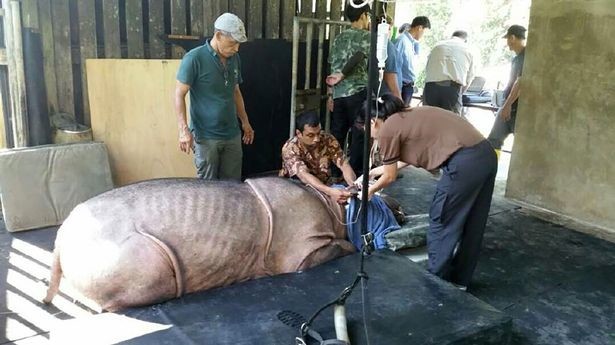 Суматранский носорог Пунтанг. Фото: ©AsiaWire/Borneo Rhino Alliance