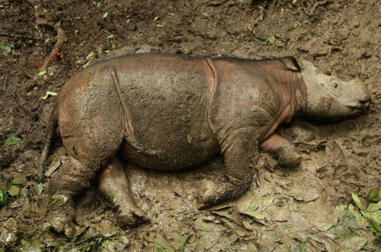 Суматранский носорог&nbsp;Пунтанг.&nbsp;Фото: &copy;AsiaWire/Borneo Rhino Alliance