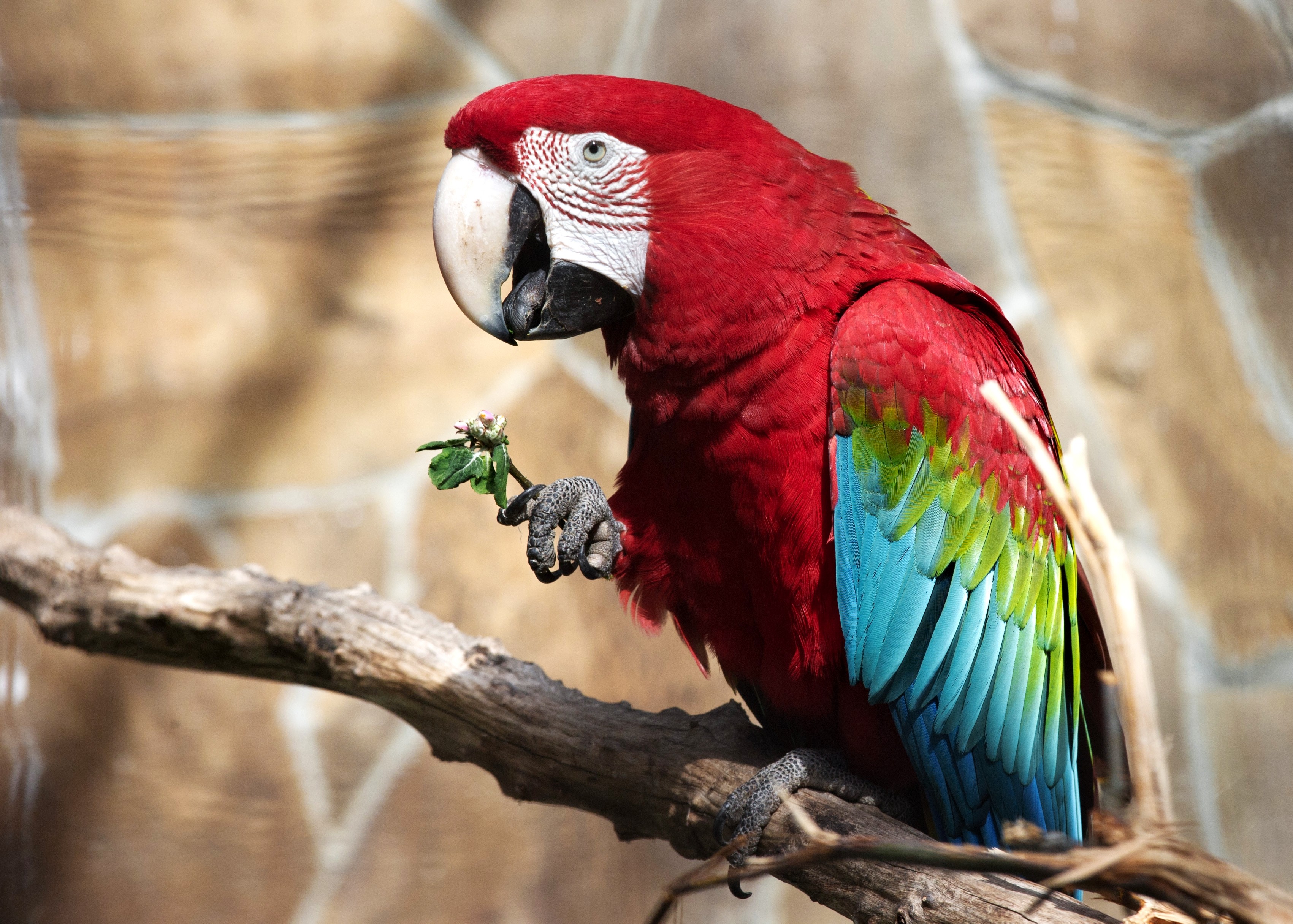 В зоопарке живут 5 видов попугаев каждому. Зеленокрылый ара. Белогрудый попугай. Попугай породы ара. Красный попугай порода.