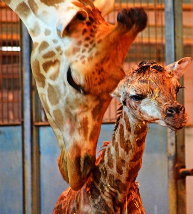Брошенный жирафёнок вместе с приёмной мамой. Фото: ©CEN/Bioparc Valencia