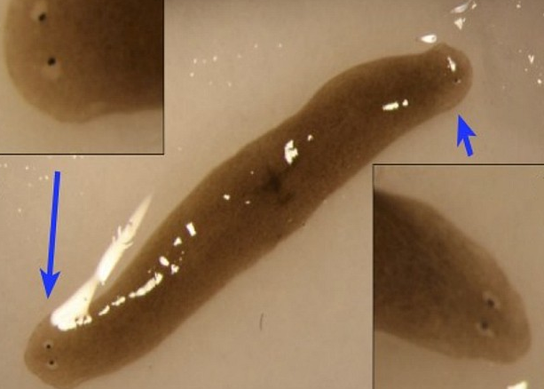 Двухголовый червь Dugesia japonica. Фото:&nbsp;Junji Morokuma et al / Regeneration, 2017