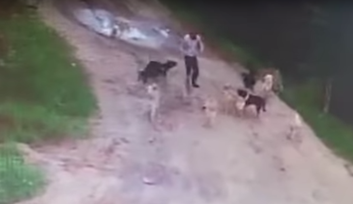 Покажи видео нападение. Жертвы нападения собак.