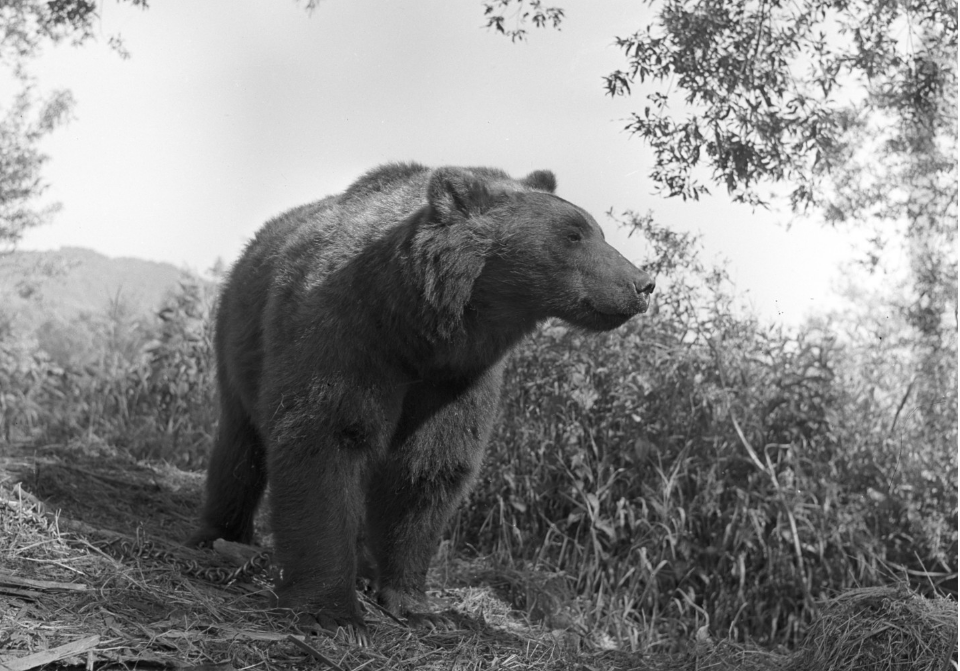 Берый медведь на Камчатке. Фото: &copy; РИА Новости/Лев Гаркавый
