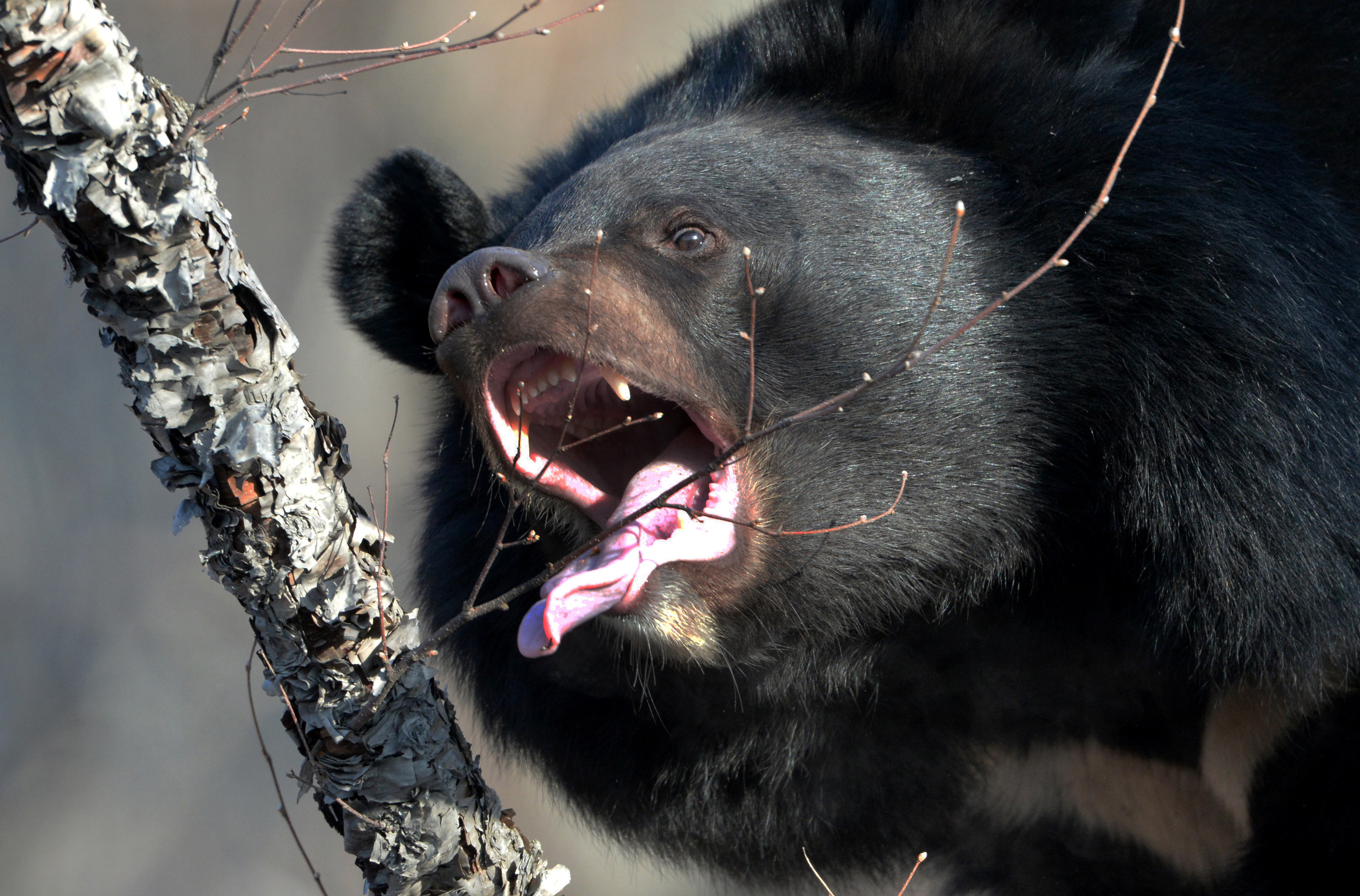 Медведь в Приморском сафари-парке. Фото: &copy; РИА Новости/Виталий Аньков
