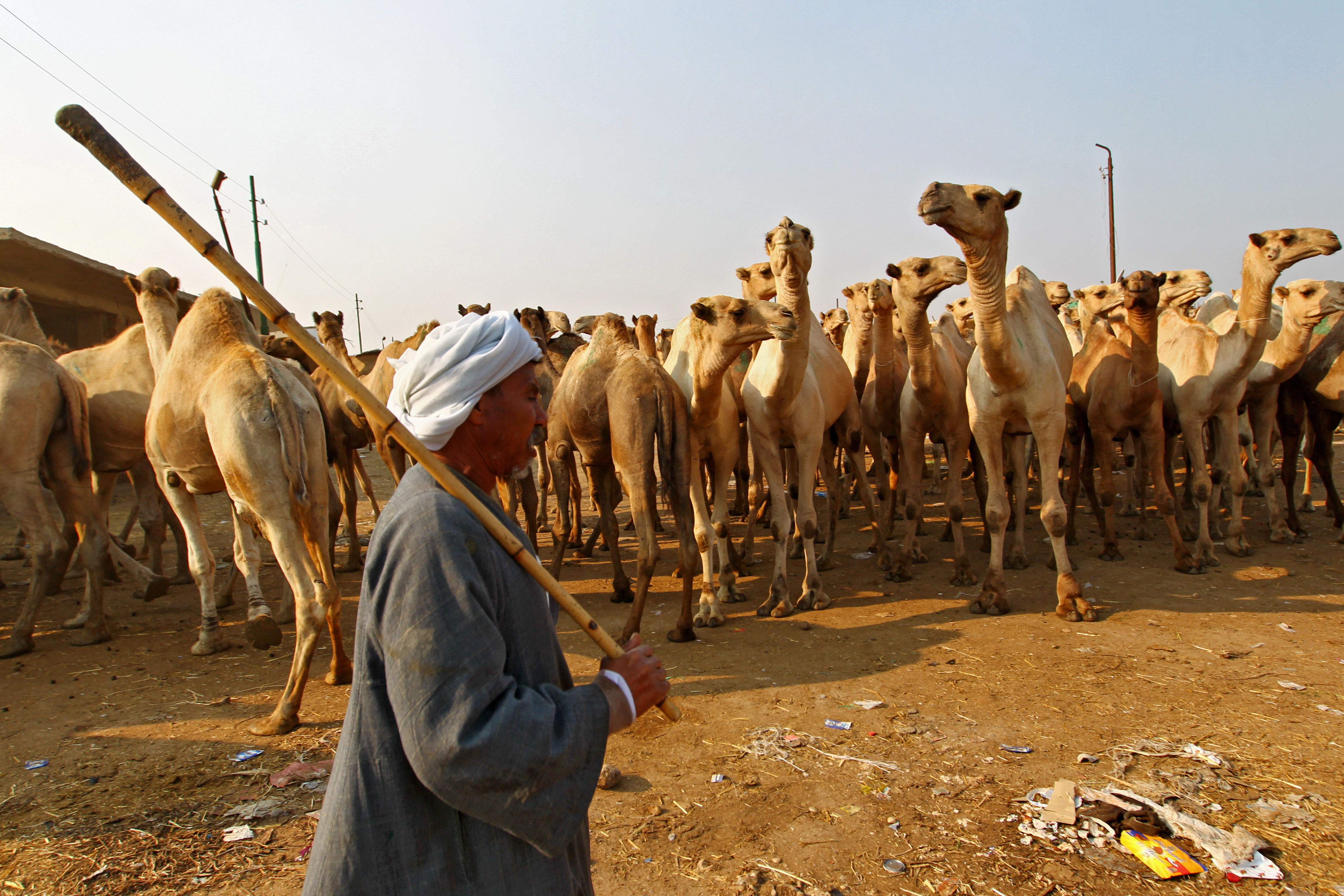 Сельское хозяйство саудовской аравии. Саудовская Аравия сельскохозяйство. Саудовская Аравия верблюдоводство. Животноводство в Египте.