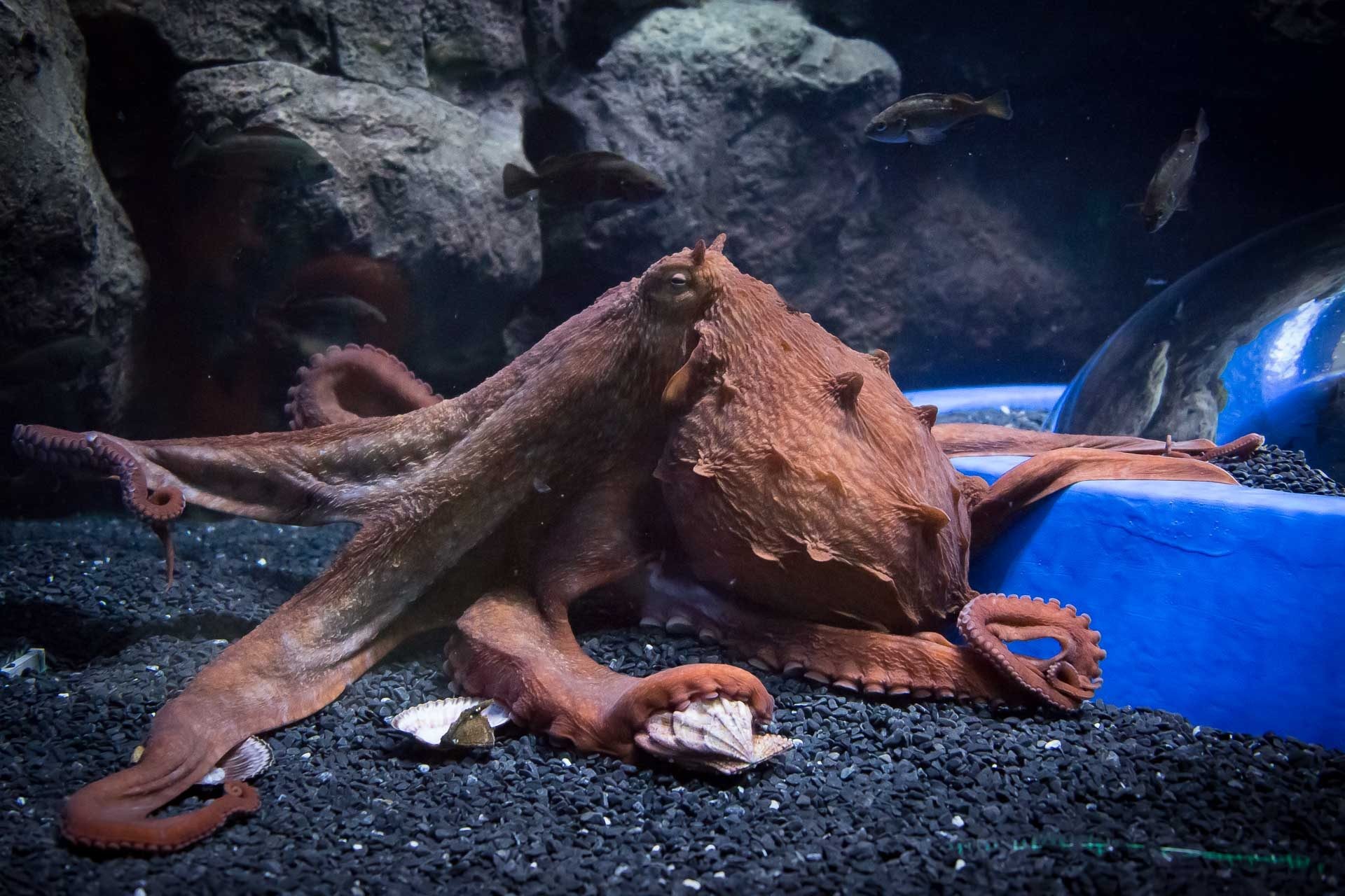 Осьминог Хэнк. Фото: Приморский океанариум