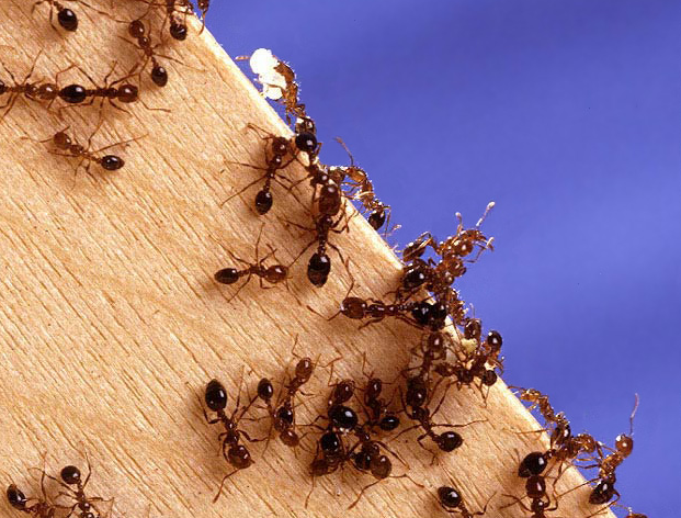Юбка из фольги от муравьев фото
