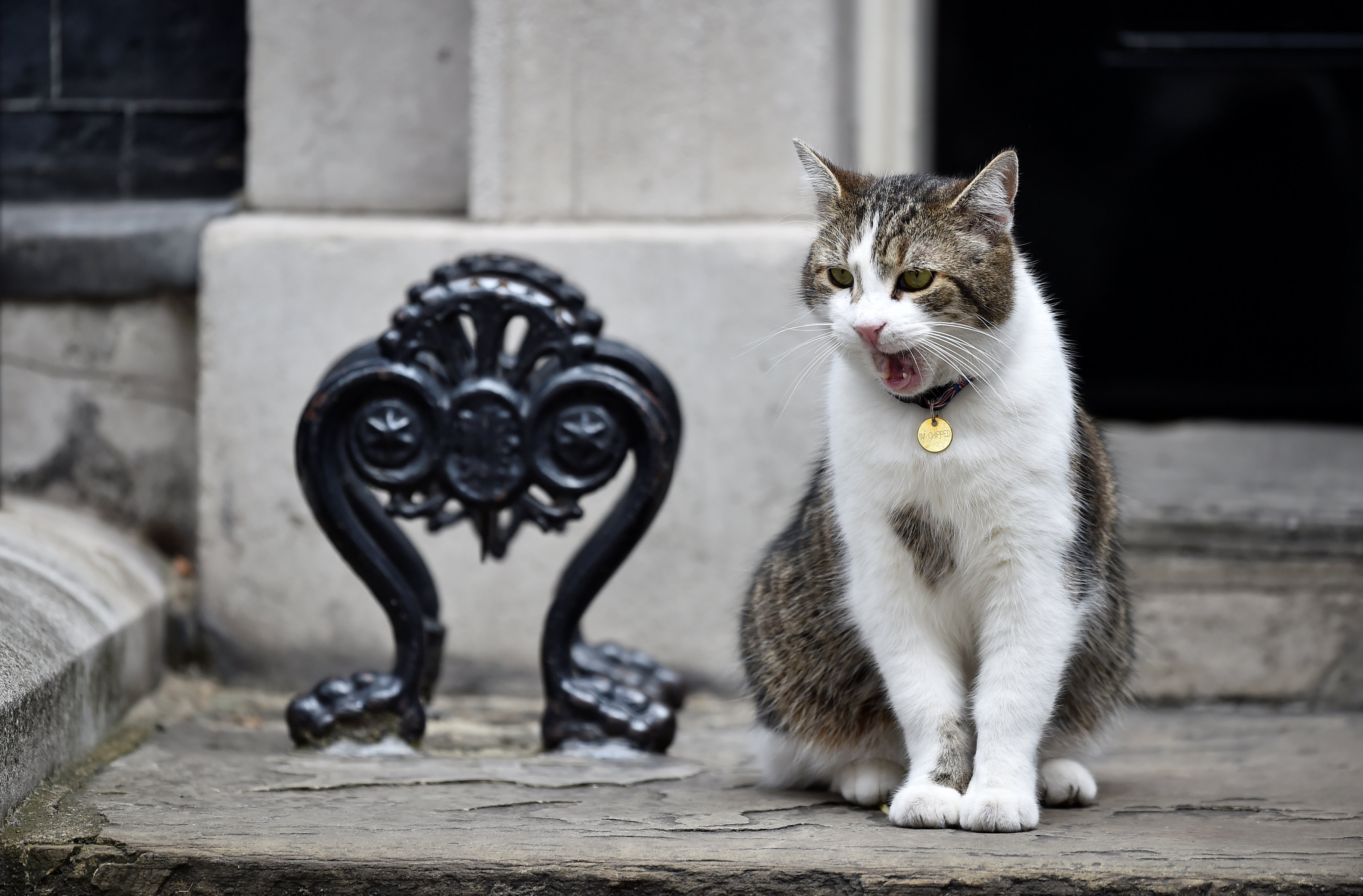 Кот в Лондоне. Фото: &copy; REUTERS/Hannah McKay