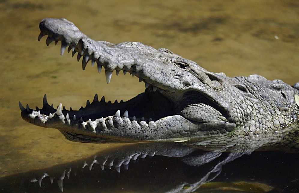 Крокодил. Фото: &copy;&nbsp;REUTERS/Oswaldo Rivas