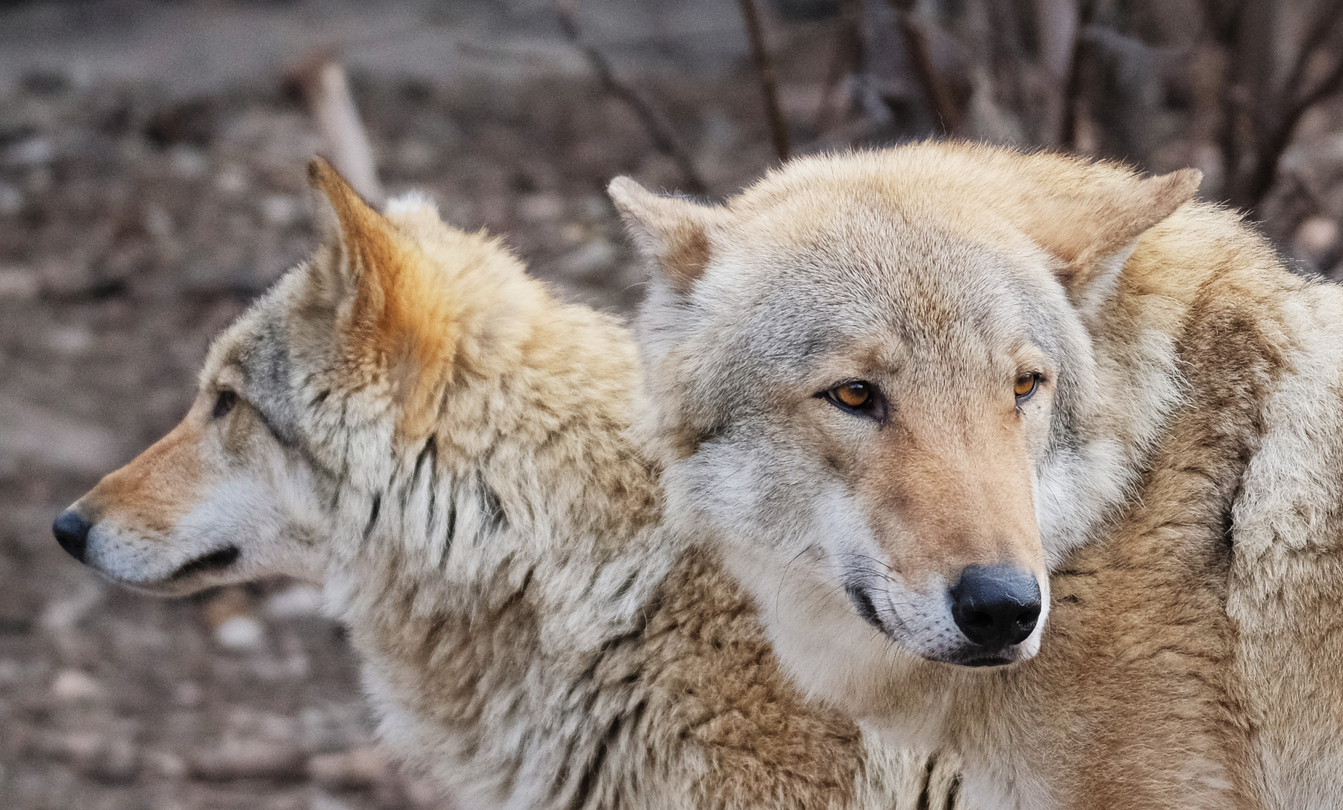 Волки в Московском зоопарке. Фото: © РИА Новости/Наталья Селиверстова