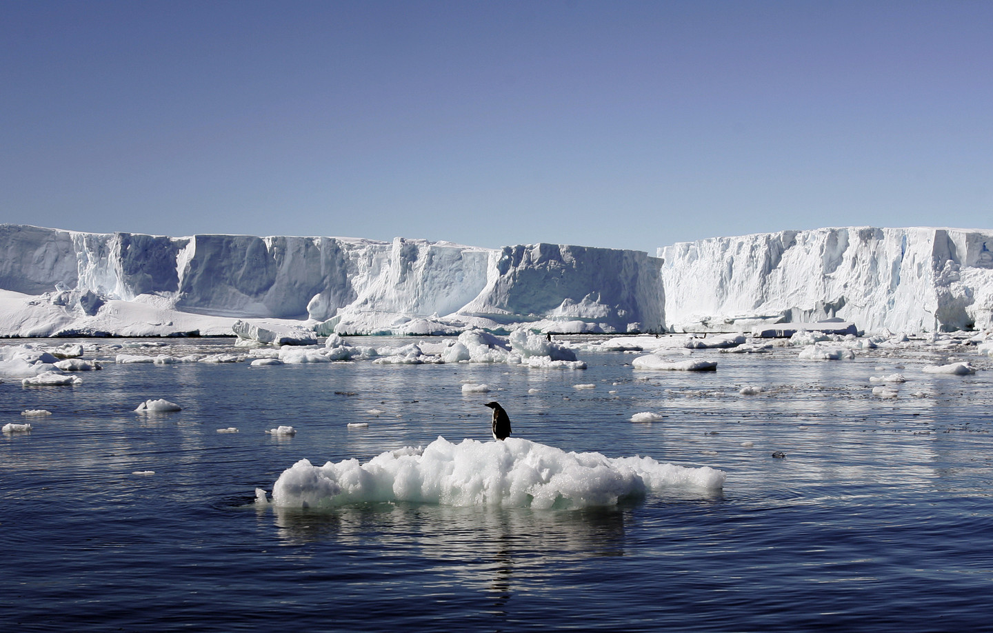 Пингвин на фоне шельфового ледника Антарктиды. Фото: &copy;&nbsp;REUTERS/Pauline Askin