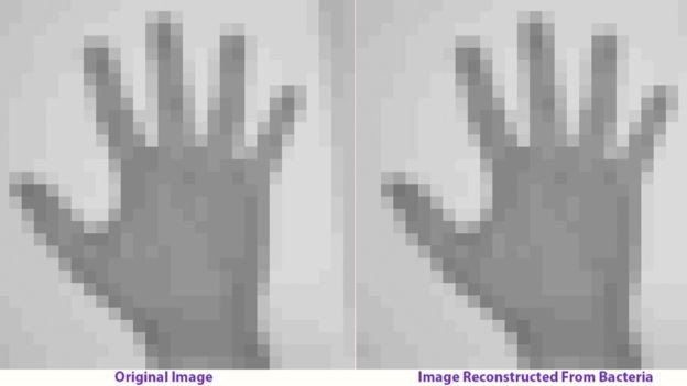 Исследователи закодировали изображение человеческой руки в бактериальную ДНК. Фото: © SETH SHIPMAN