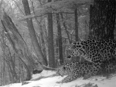 Фото:&nbsp;leopard-land.ru