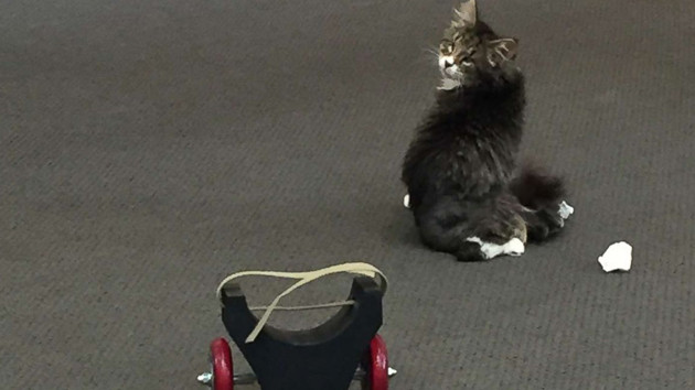 Котёнок рядом с коляской, которая поможет стать ему более мобильным. Фото: Facebook/KTBB Radio