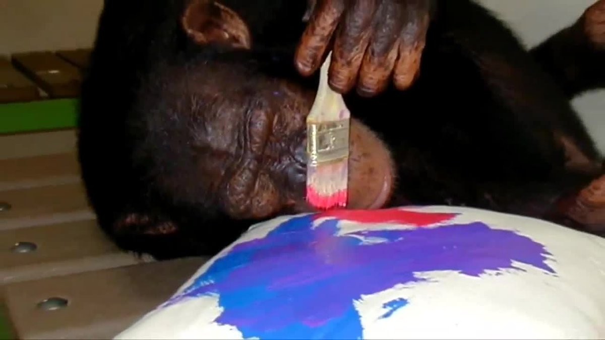 Шимпанзе Майкла Джексона по кличке Баблз. Фото: Twitter/@WPLGLocal10