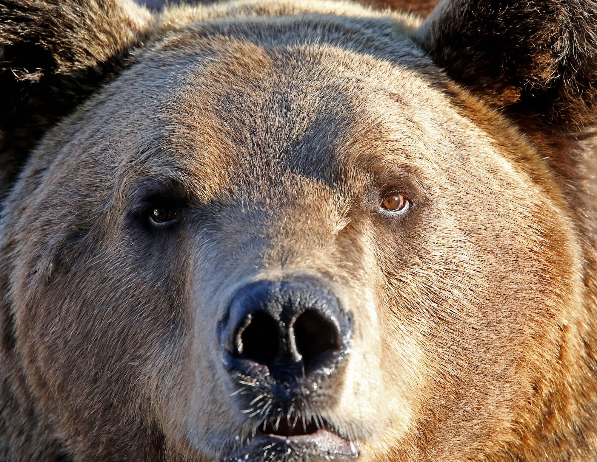 <p>Медведь. Фото: &copy; РИА Новости/Игорь Зарембо</p>