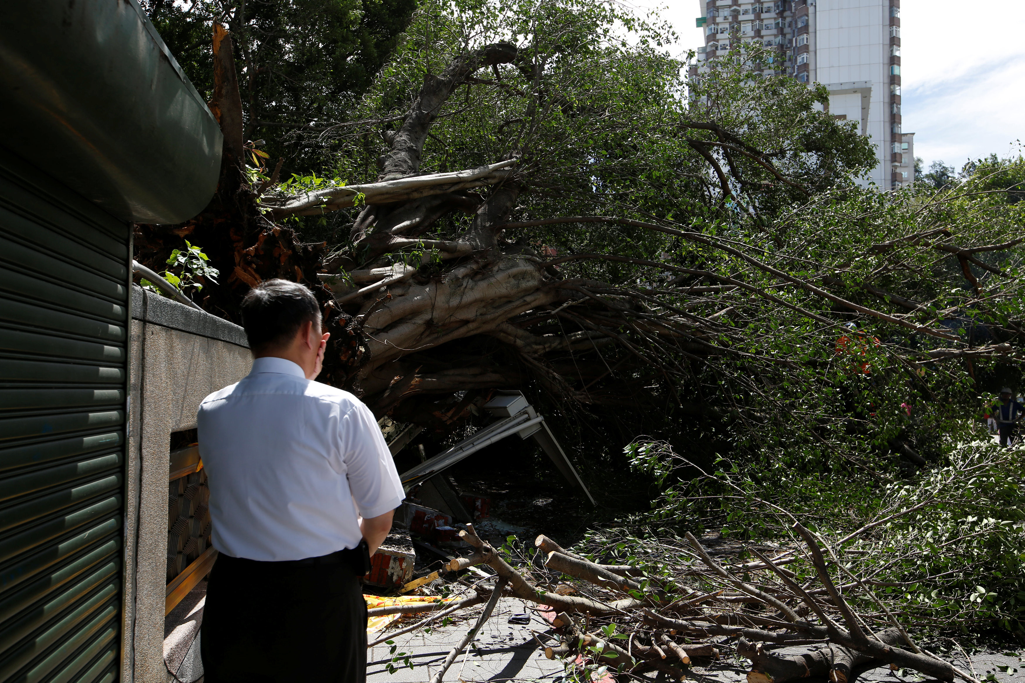 Мужчина смотрит на дерево, поваленное сильным ветром на Тайване. Фото: &copy; REUTERS/Tyrone Siu