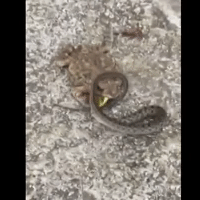 Голодная жаба одержала сокрушительную победу в схватке со змеёй (видео)