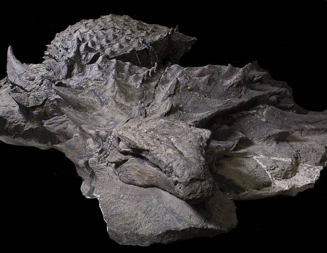 Фото: &copy; Royal Tyrrell Museum of Paleontology