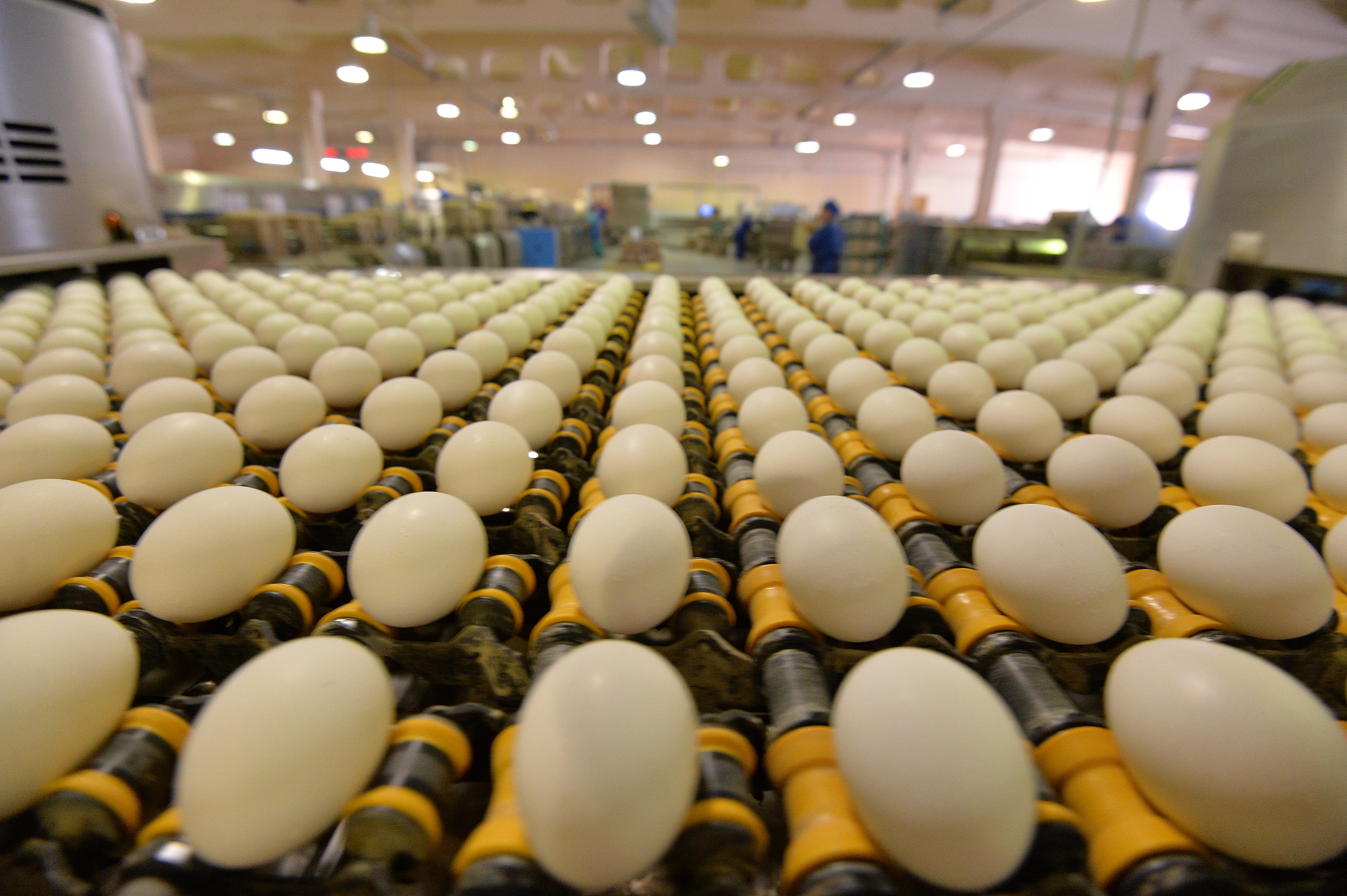 Куриные яйца. Фото: &copy; РИА Новости/Александр Кондратюк