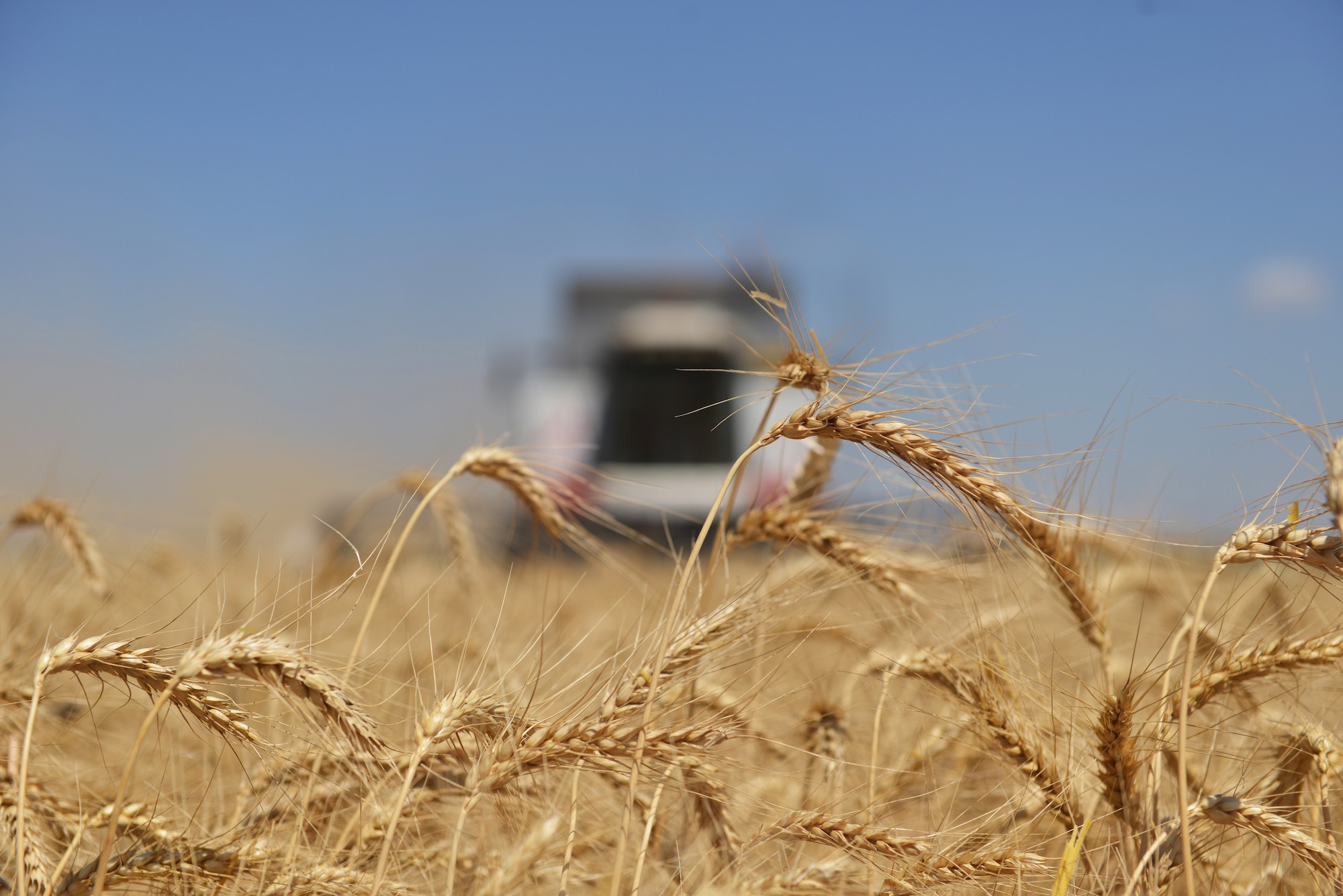 Уборка пшеницы. Фото: &copy; РИА Новости/Дмитрий Степанов