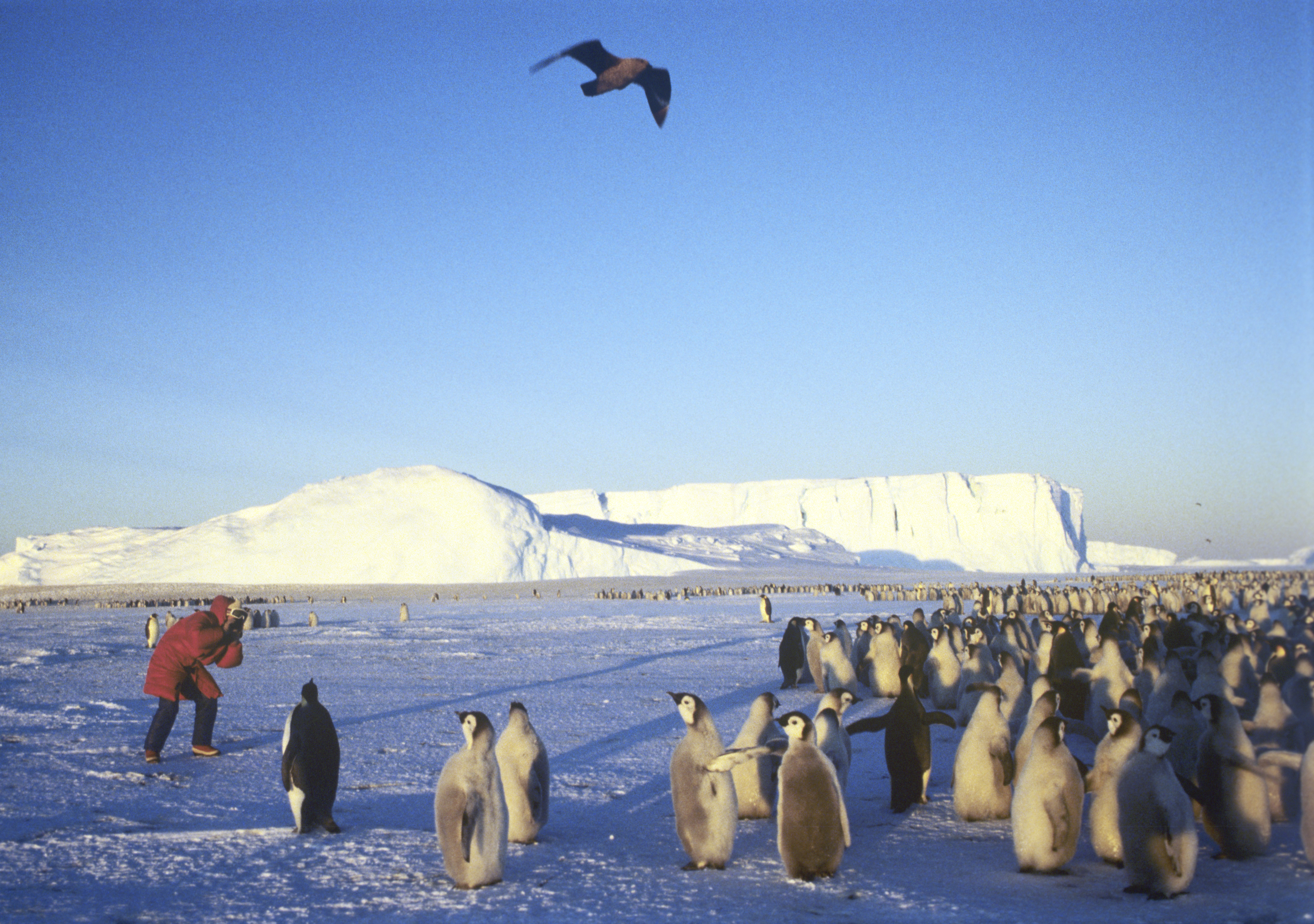 Пингвины в Антарктиде. Фото: &copy; РИА Новости/И. Кузнецов
