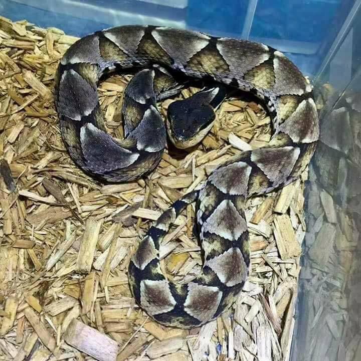 Фото © Facebook / Faculty of Veterinary Medicine