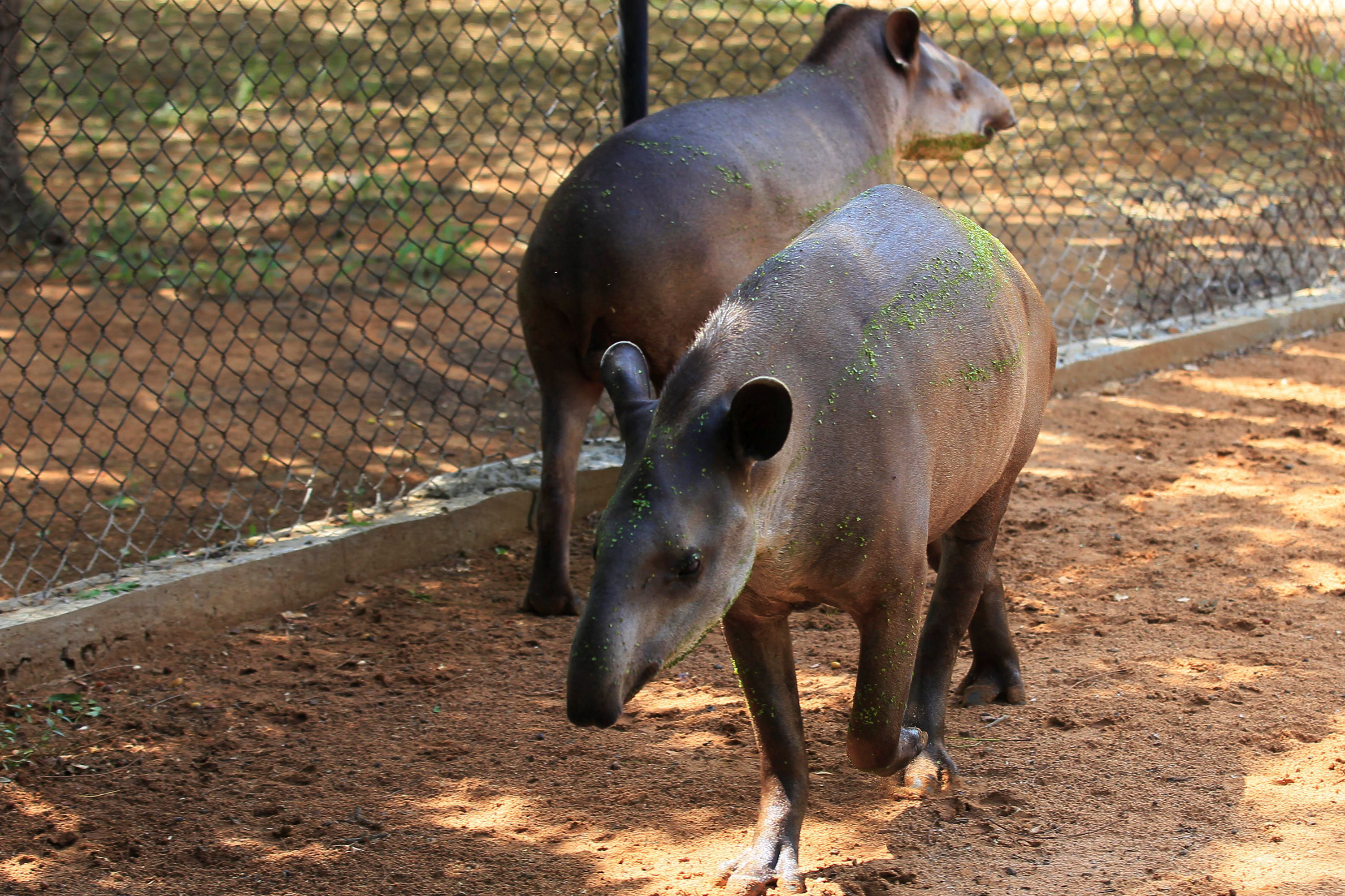 Тапиры в зоопарке города Маракайбо, штат Сулия. Фото: &copy;&nbsp;REUTERS/Isaac Urrutia