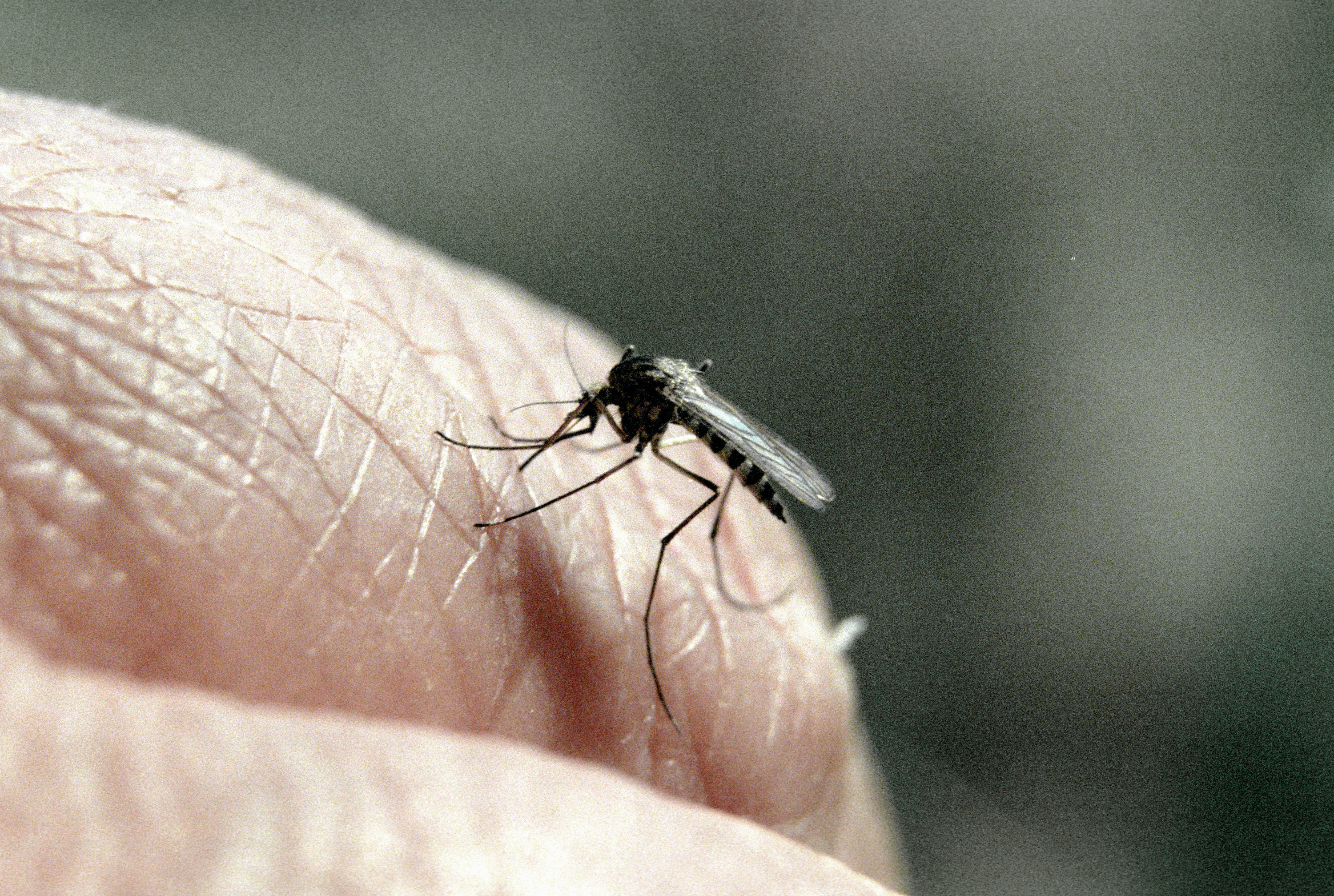 Комар на пальце. Фото: &copy; РИА Новости/Олег Ласточкин