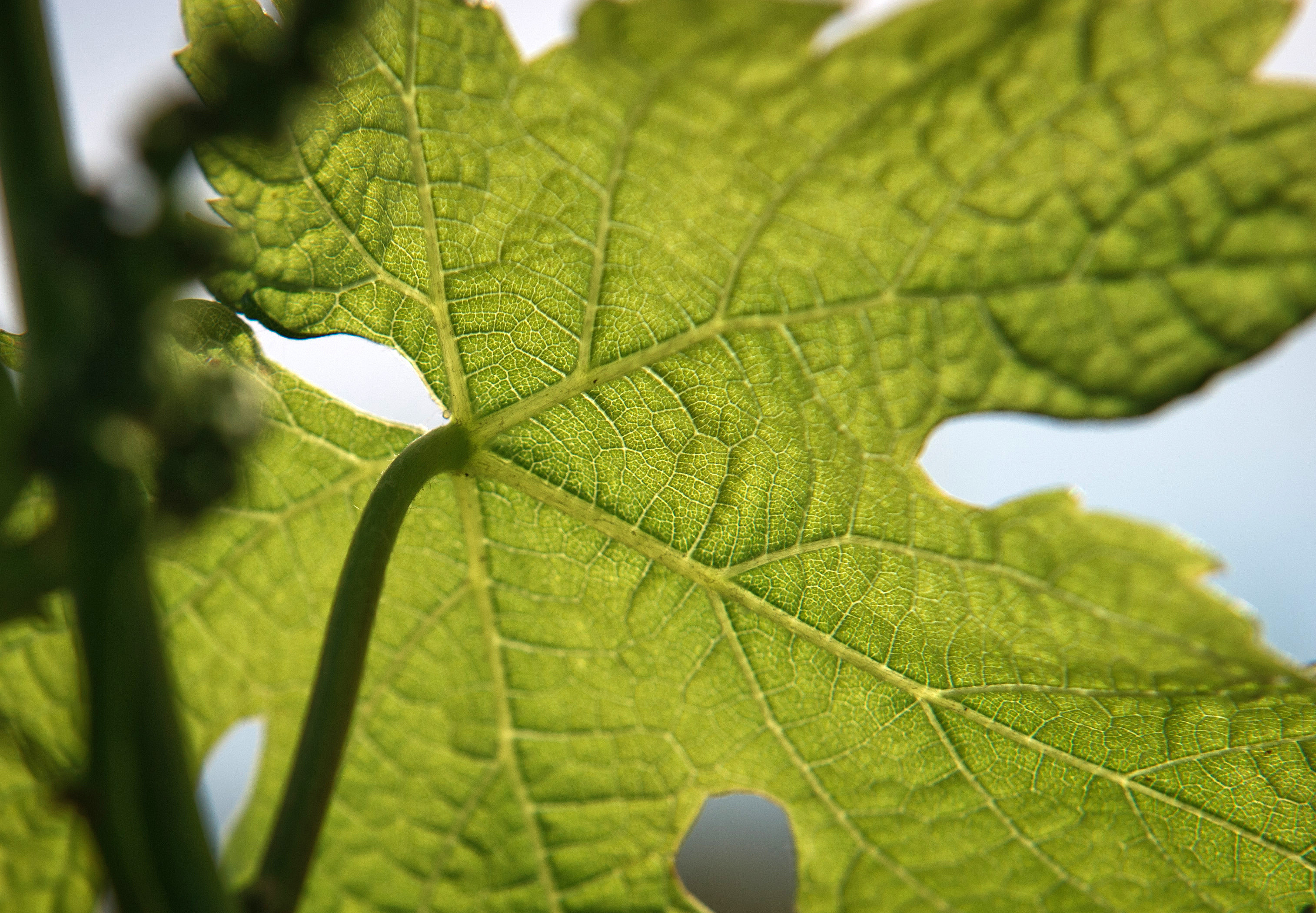 Лист винограда на винограднике в Крыму. Фото: &copy; РИА Новости/Сергей Мальгавко