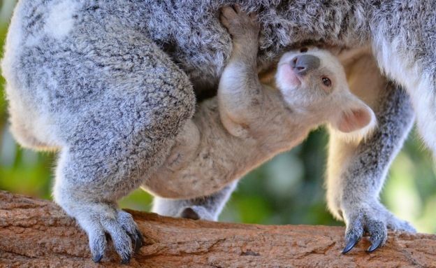 Фото: © Зоопарк Квинсленда