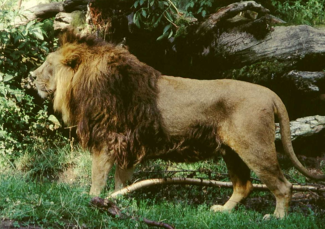 Азиатский лев. Фото: &copy; Википедия