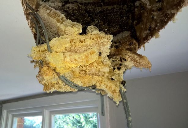 Пчёлы, обнаруженные на чердаке дома в Великобритании. Фото: &copy; Twitter/Leicester Mercury