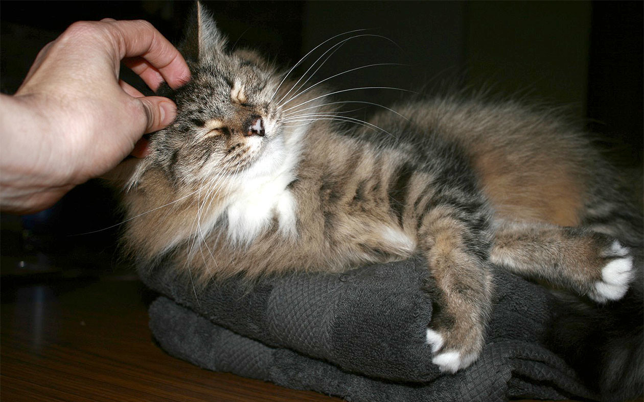 Американские учёные объяснили, почему кошки любят, когда им чешут головы